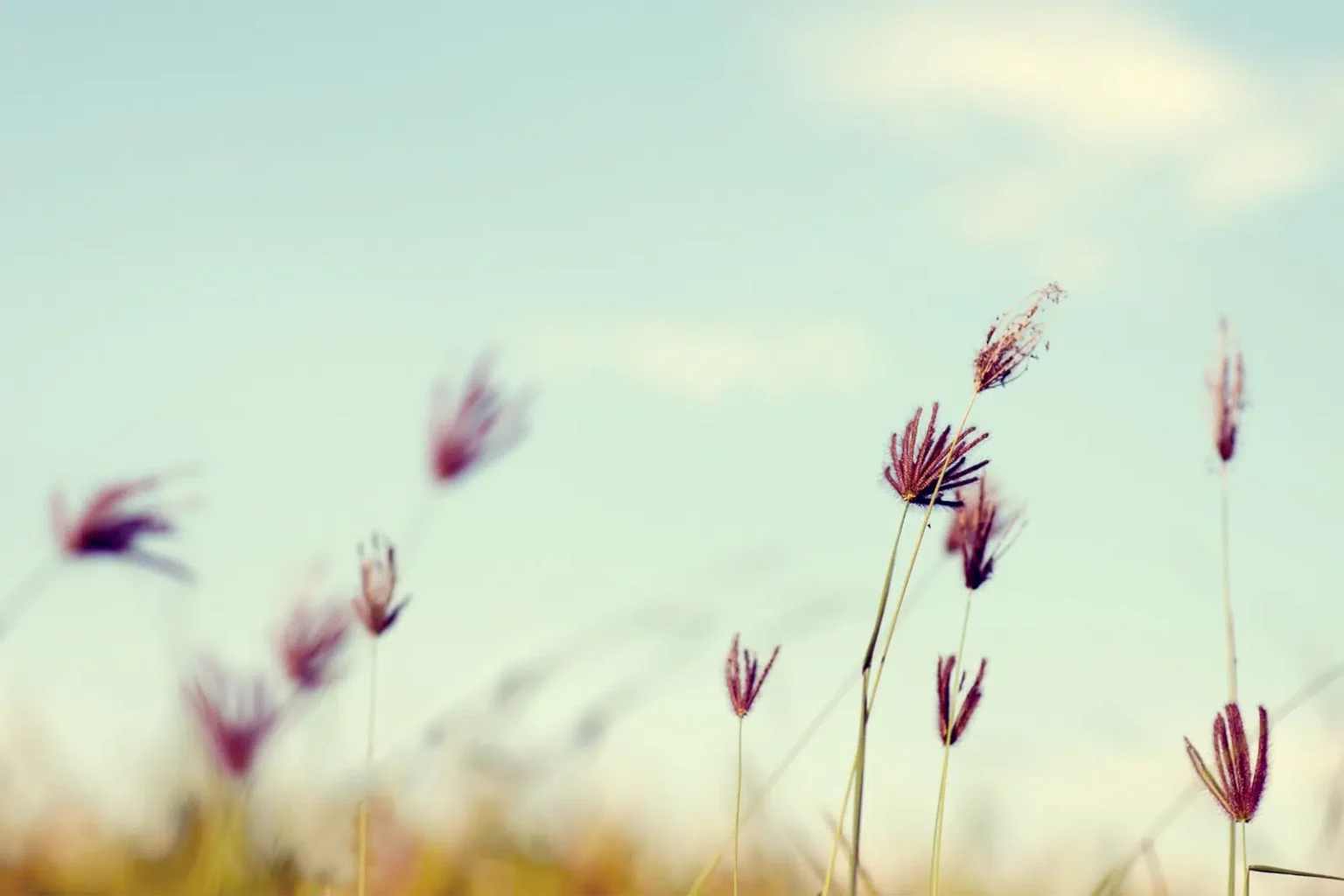 Tall Flowers waving in the wind with a blue sky background - SEO For NDIS Providers - NDIS Provider Marketing