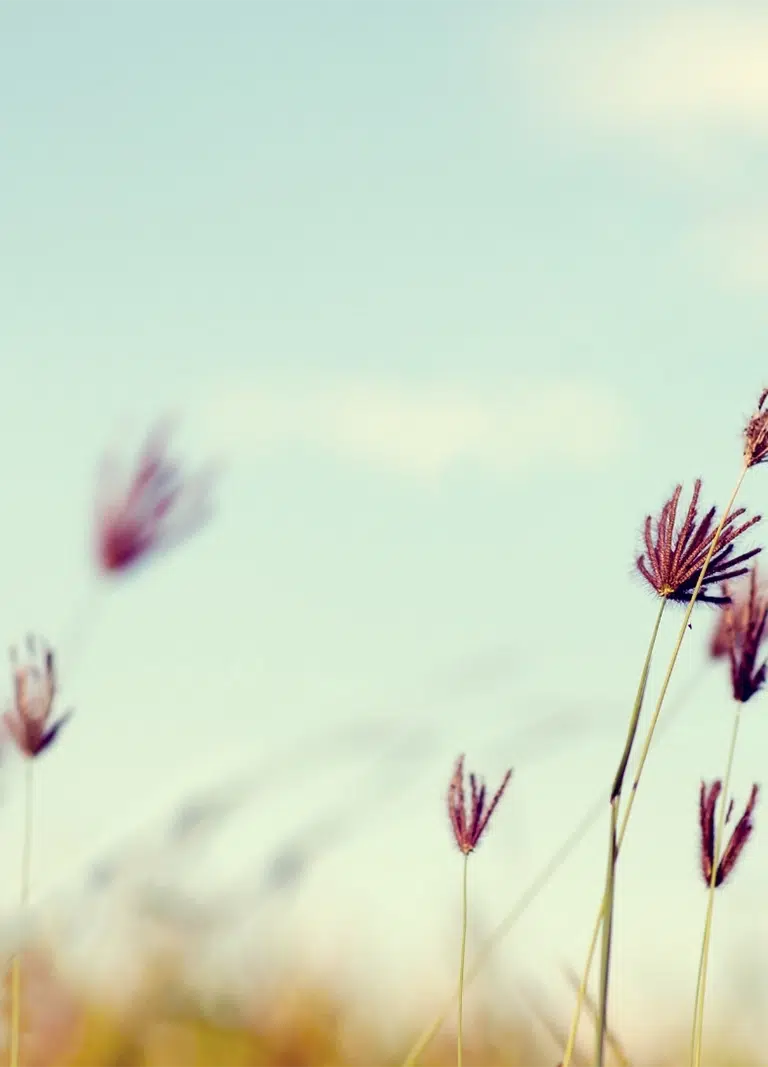 Tall Flowers waving in the wind with a blue sky background - SEO For NDIS Providers - NDIS Provider Marketing