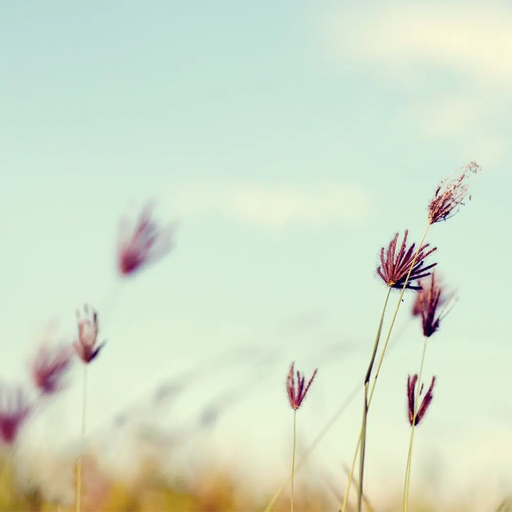 Tall Flowers waving in the wind with a blue sky background - SEO For NDIS Providers - NDIS Provider Marketing
