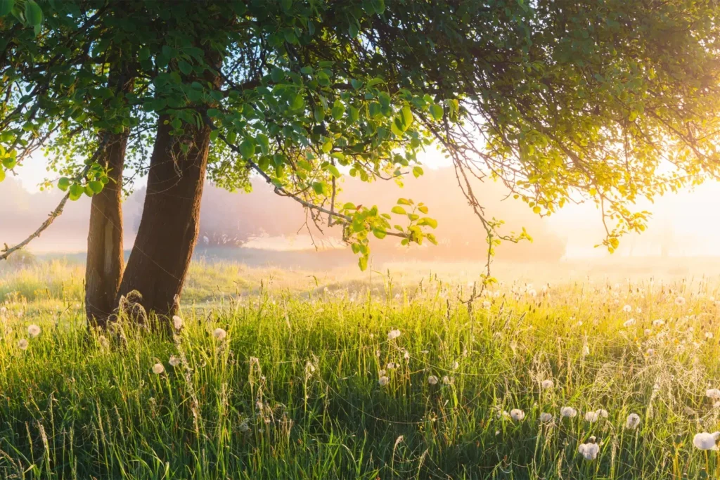 A lush sunny meadow with a weeping tree - Google Ads For NDIS Providers - NDIS Provider Marketing