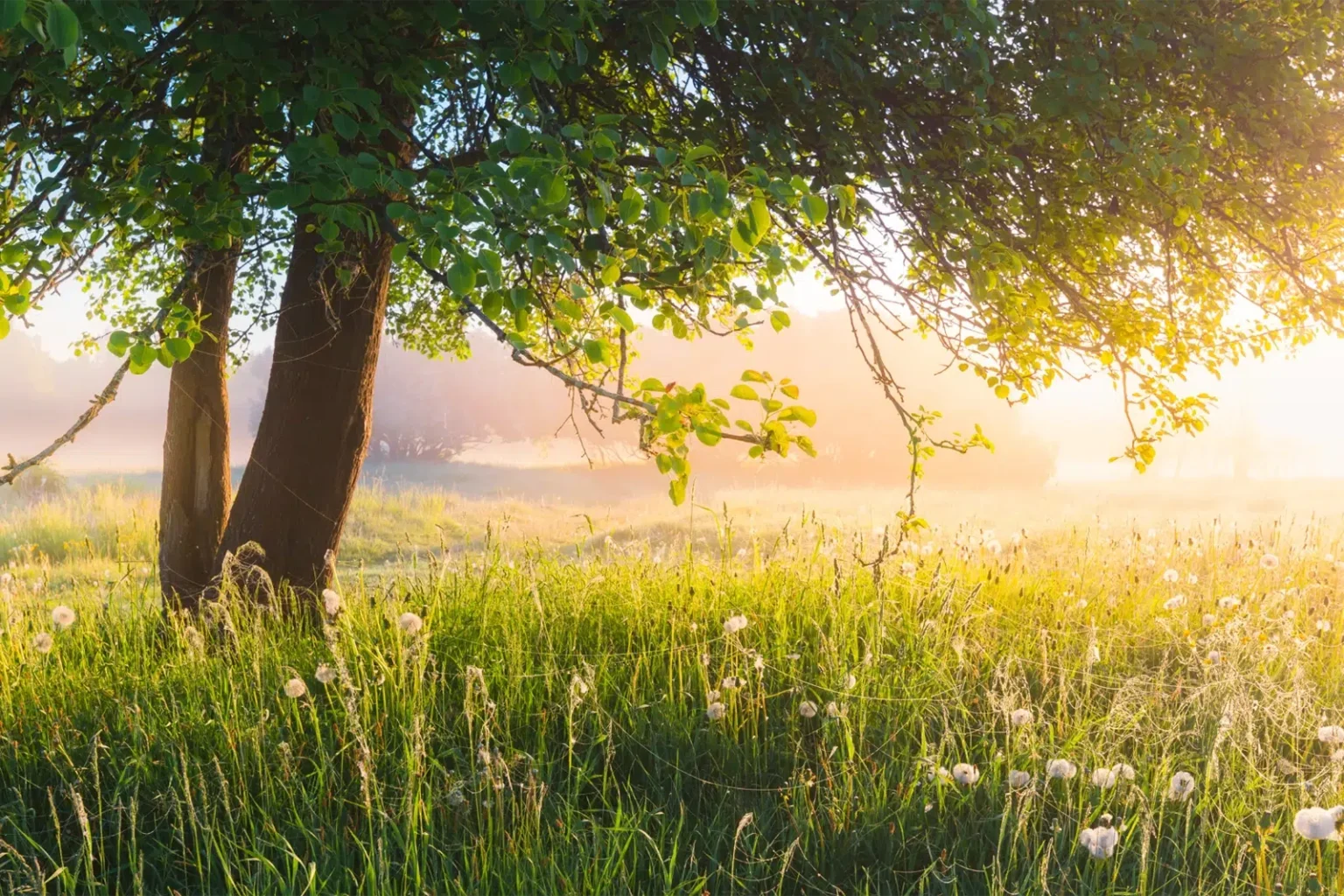 A lush sunny meadow with a weeping tree - Google Ads For NDIS Providers - NDIS Provider Marketing