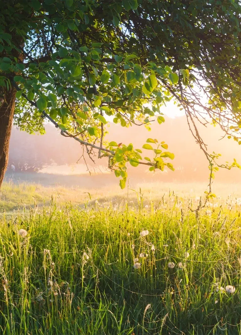 A lush sunny meadow with a weeping tree - Google Ads For NDIS Providers - NDIS Provider Marketing