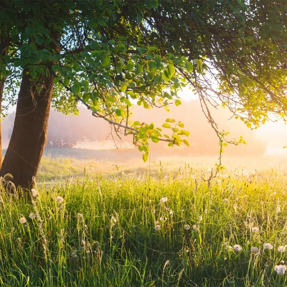 A lush sunny meadow with a weeping tree - Google Ads For NDIS Providers - NDIS Provider Marketing