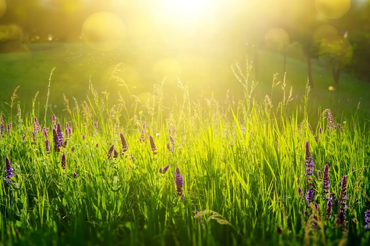 The setting sun over a lush green meadow with purple flowers - Google Business Profile For NDIS Providers - NDIS Provider Marketing
