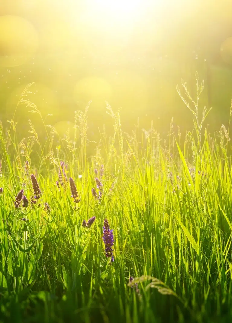 The setting sun over a lush green meadow with purple flowers - Google Business Profile For NDIS Providers - NDIS Provider Marketing