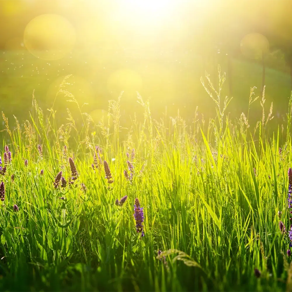 The setting sun over a lush green meadow with purple flowers - Google Business Profile For NDIS Providers - NDIS Provider Marketing