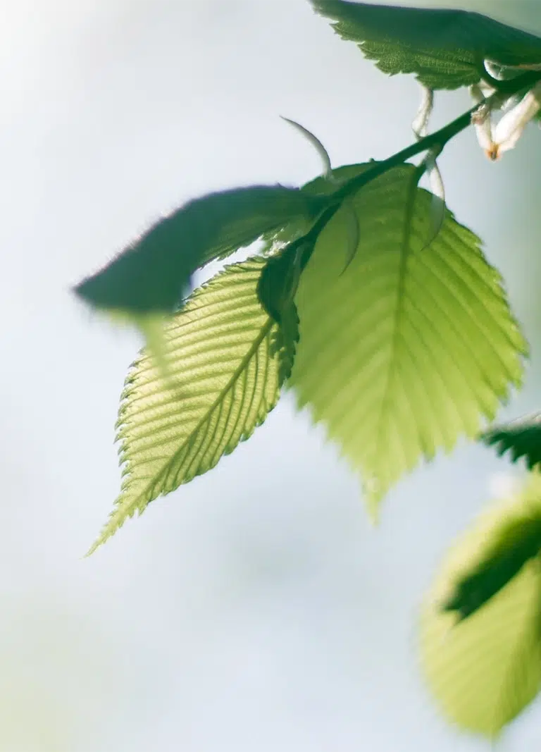 Bright green leaves with soft blue background - AI Tools For NDIS Providers - NDIS Provider Marketing