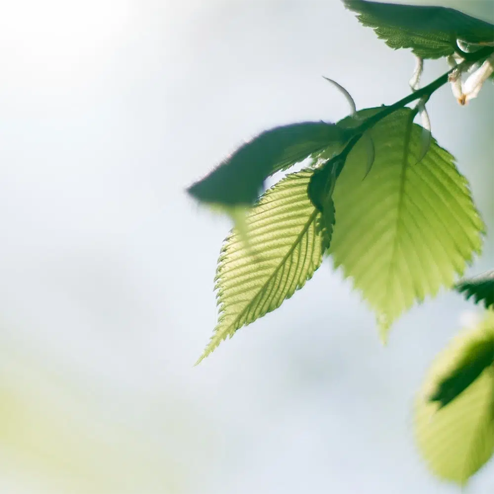Bright green leaves with soft blue background - AI Tools For NDIS Providers - NDIS Provider Marketing