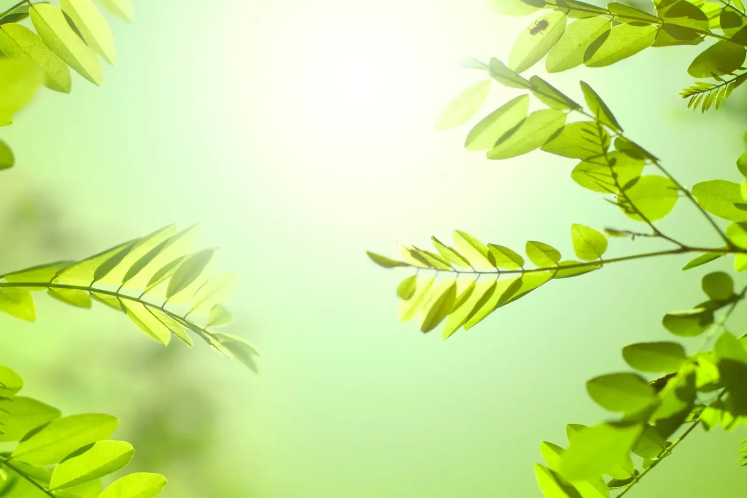 Bright green tropical leaves on a soft background - Marketing Automation For NDIS Providers - NDIS Provider Marketing