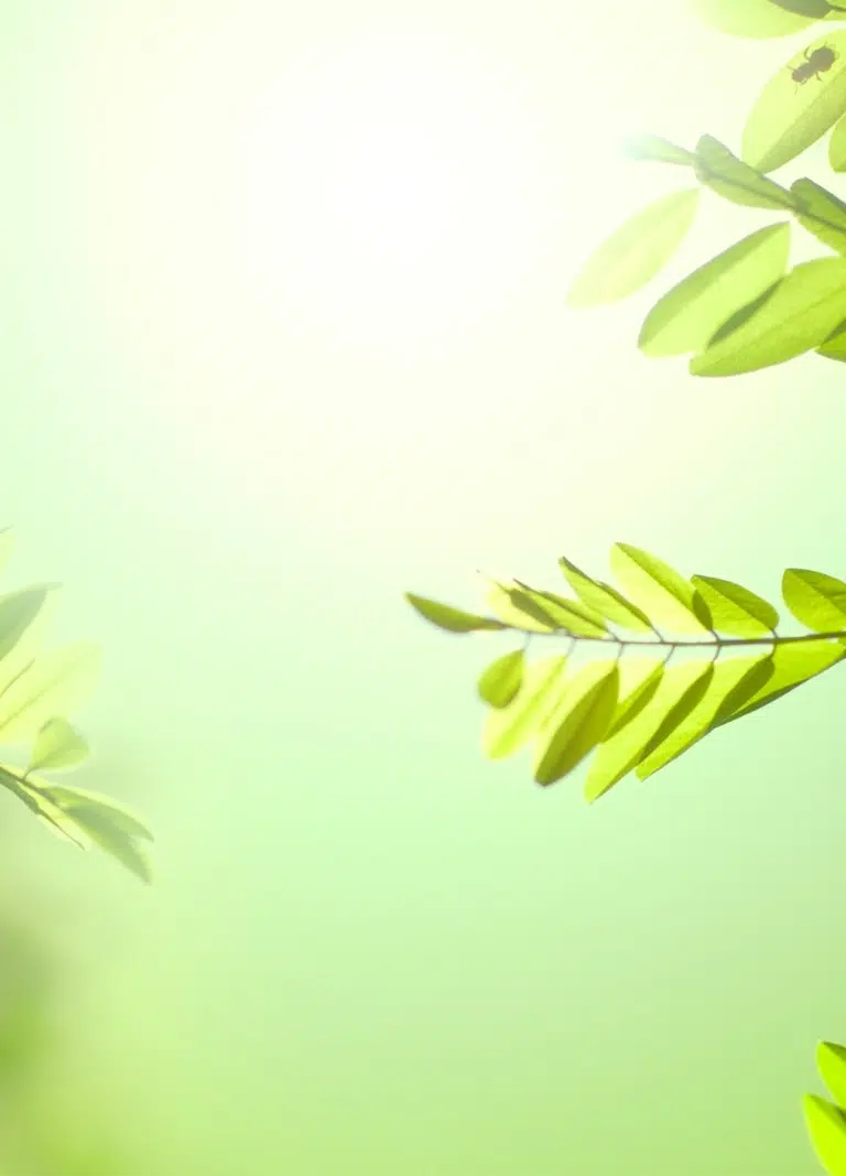 Bright green tropical leaves on a soft background - Marketing Automation For NDIS Providers - NDIS Provider Marketing