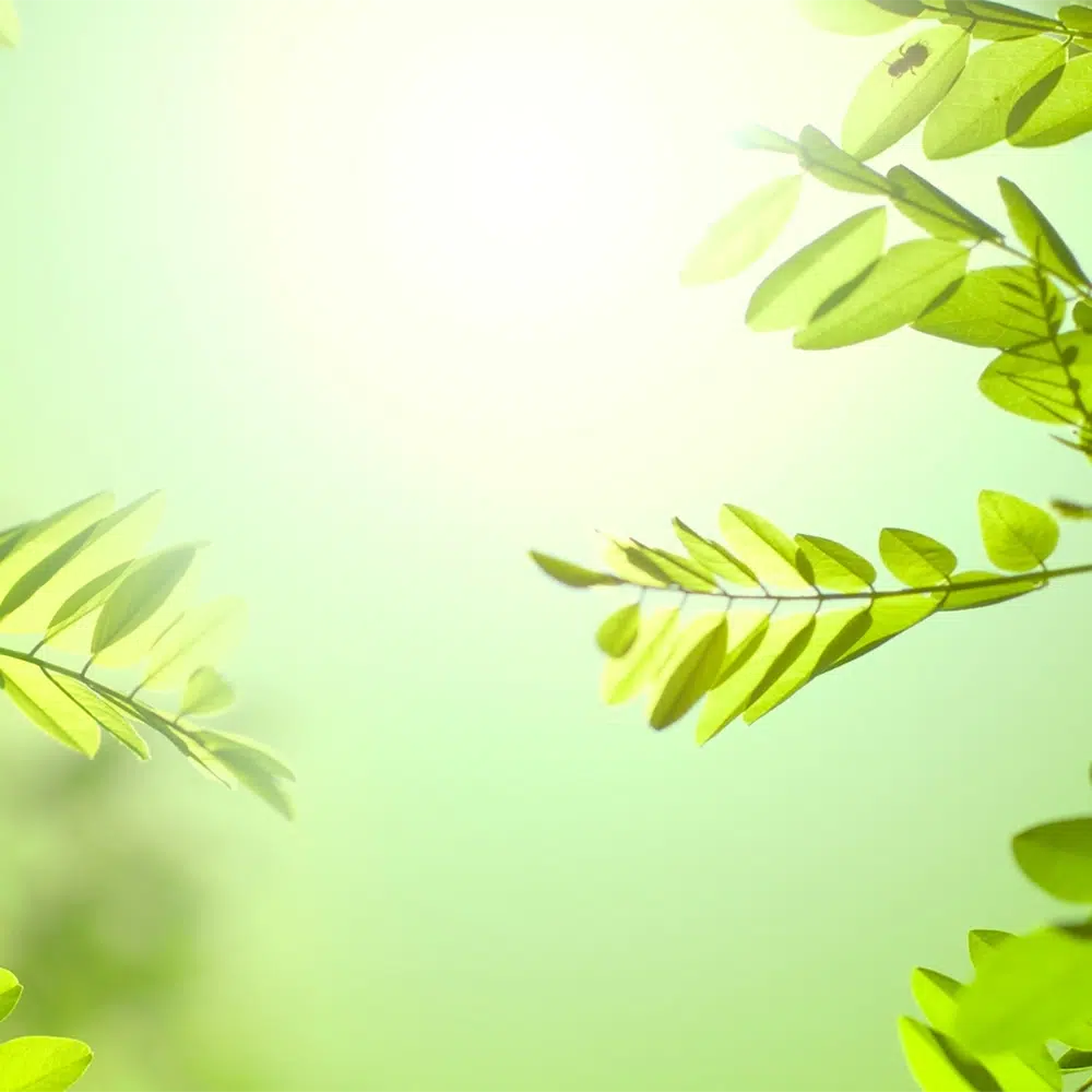 Bright green tropical leaves on a soft background - Marketing Automation For NDIS Providers - NDIS Provider Marketing