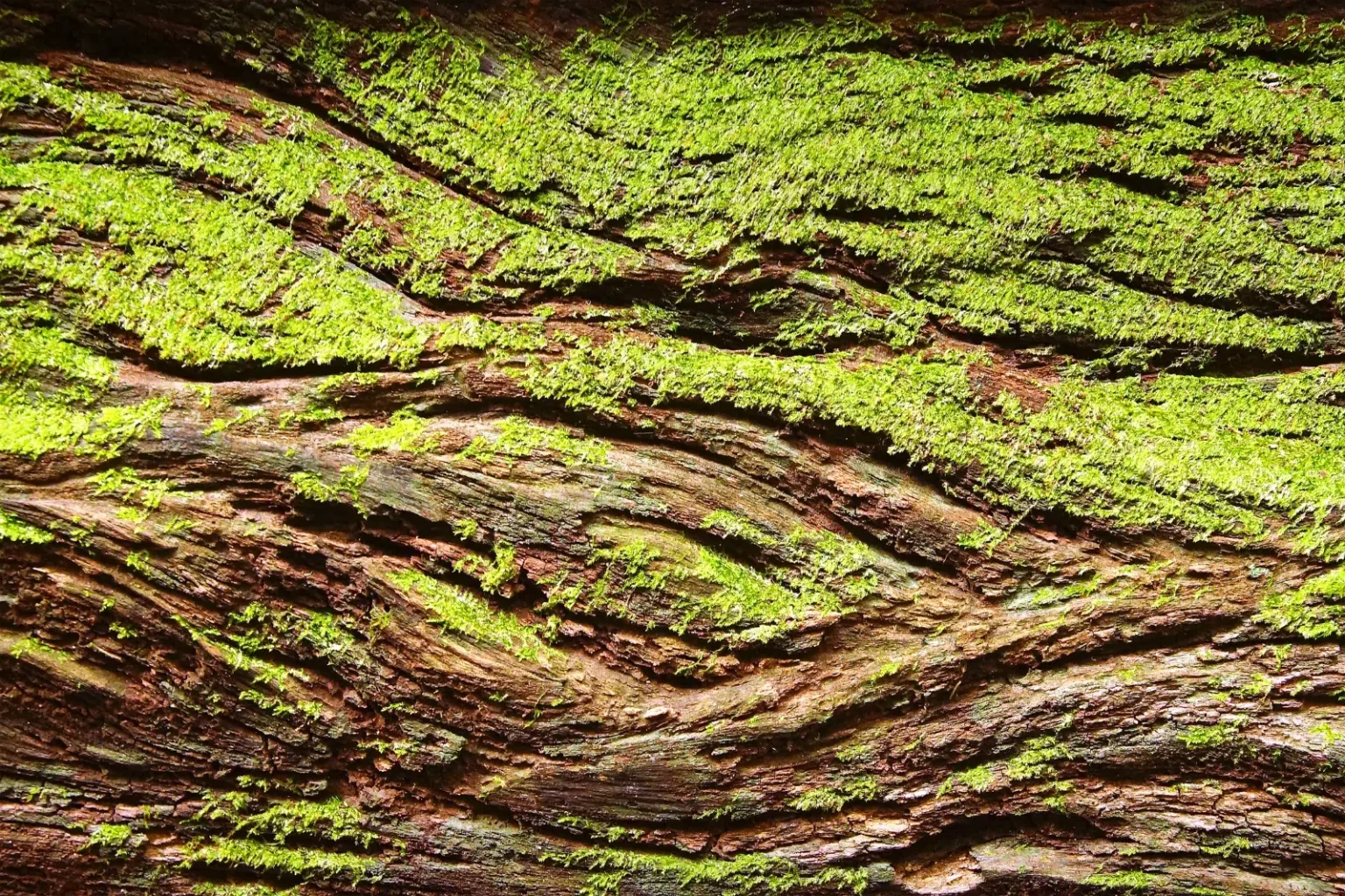 A fallen tree with bright green moss. Free NDIS Marketing Guide to support NDIS providers connect with NDIS Participants