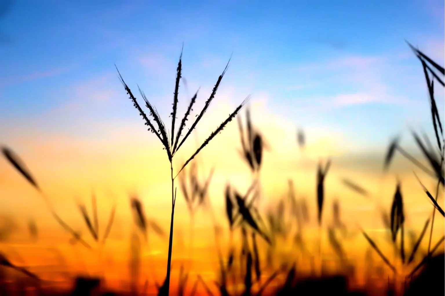 A golden sunset with crops silhouetted - NDIS Google Ads For NDIS Providers - NDIS Provider Marketing