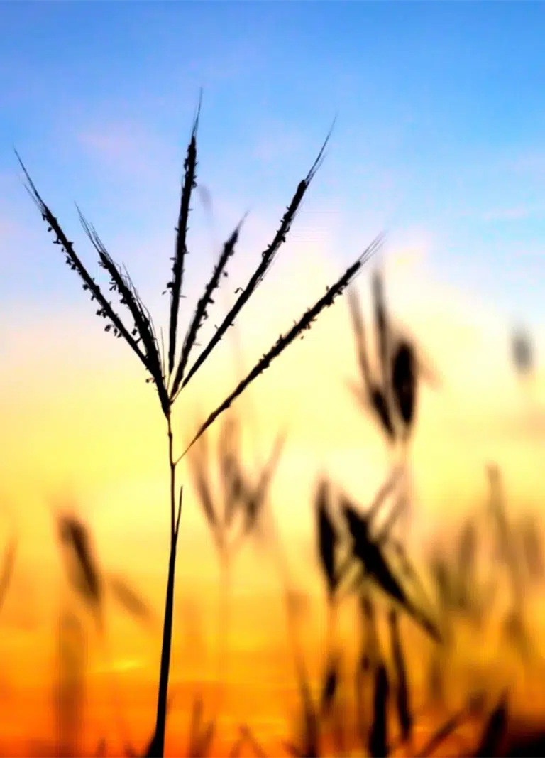 A golden sunset with crops silhouetted - NDIS Google Ads For NDIS Providers - NDIS Provider Marketing