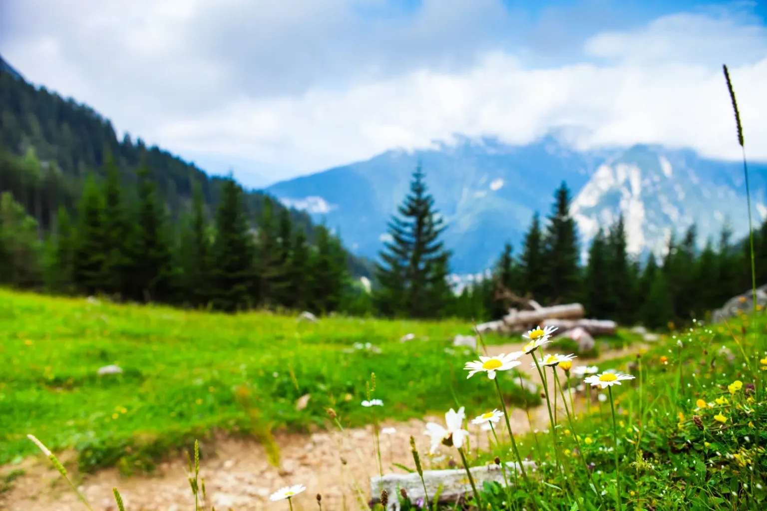 A lush green meadow with white flowers and mountains in the background - Google Business Profile For NDIS Providers - NDIS Provider Marketing