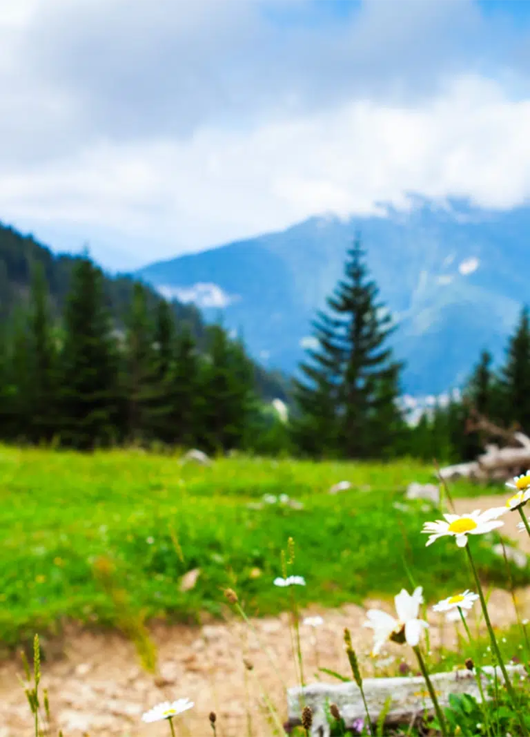 A lush green meadow with white flowers and mountains in the background - Google Business Profile For NDIS Providers - NDIS Provider Marketing