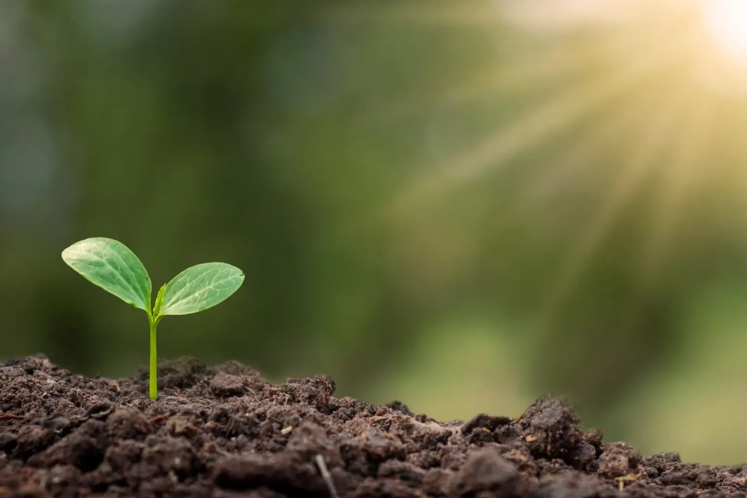 Bright green seedling sprouting from the soil - NDIS Marketing Automation For NDIS Providers - by NDIS Provider Marketing