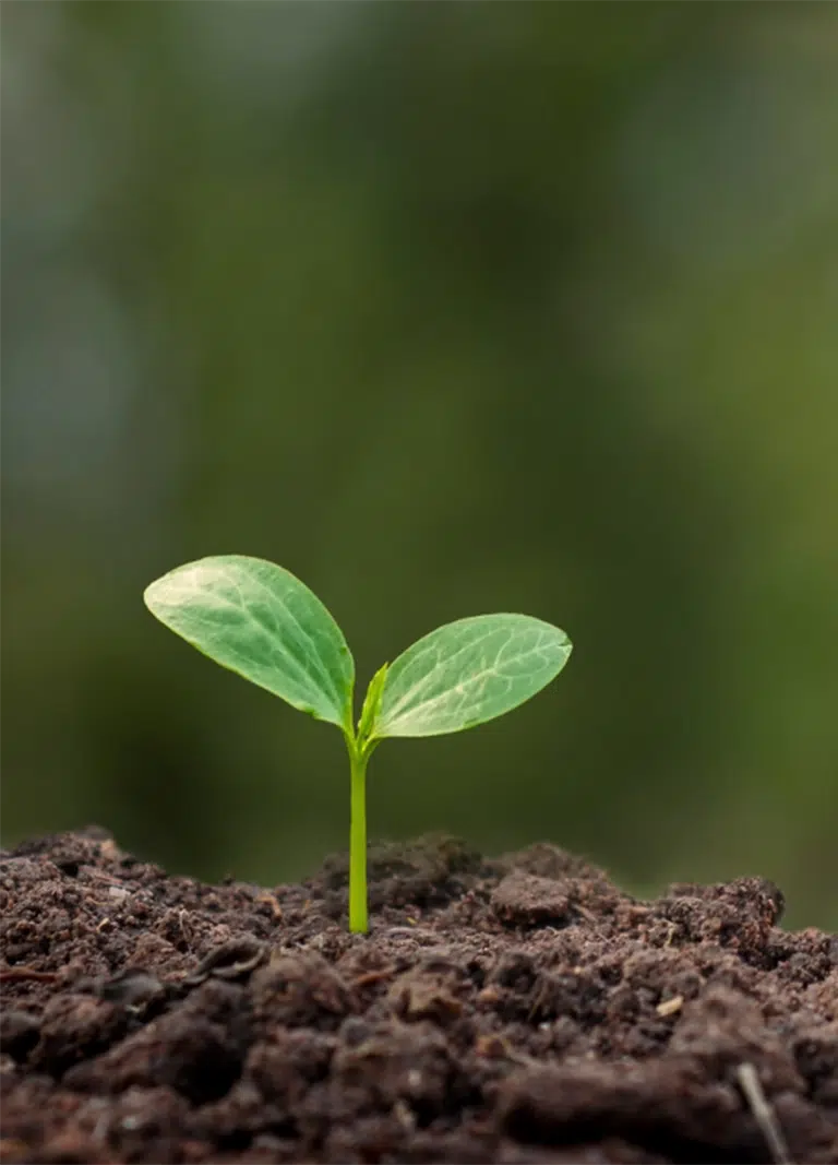 Bright green seedling sprouting from the soil - NDIS Marketing Automation For NDIS Providers - by NDIS Provider Marketing