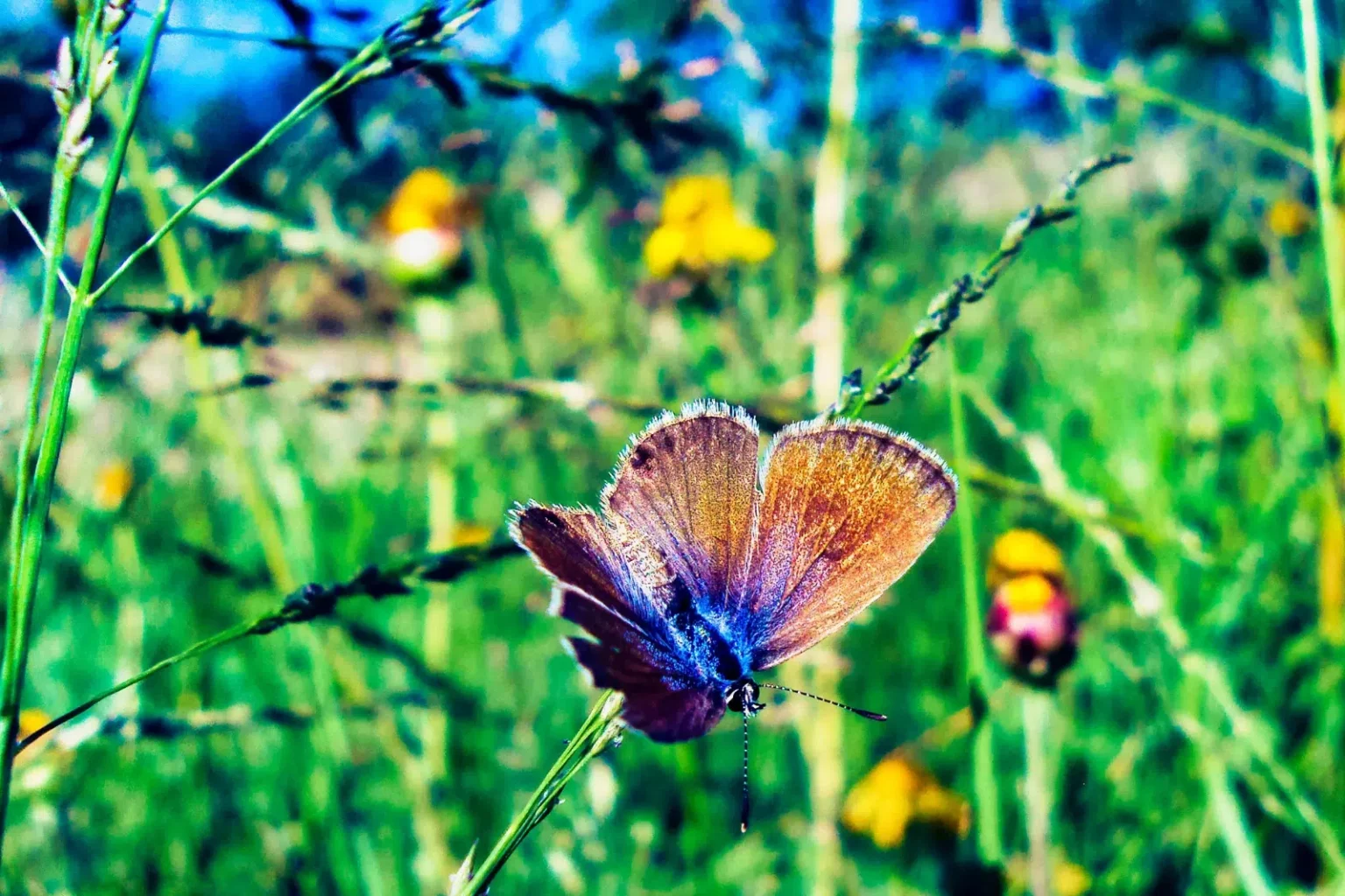 A beautiful butterfly with lush green foliage, behind. NDIS Marketing Comparison so that you can compare apples with apples