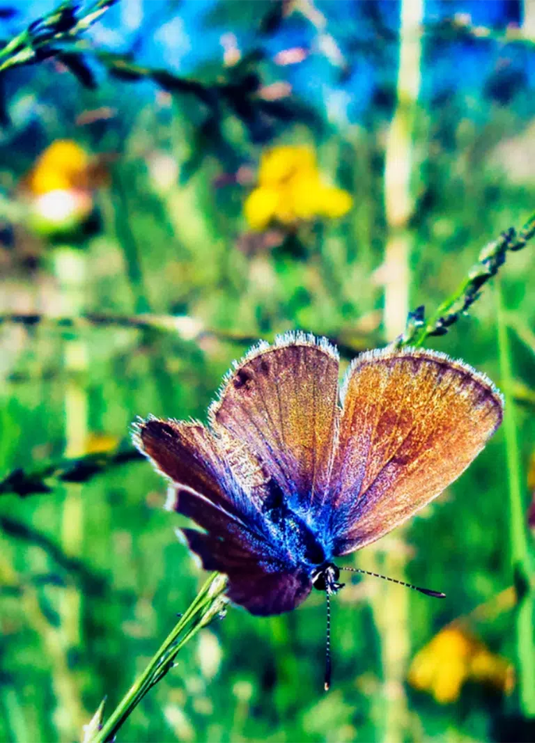 A beautiful butterfly with lush green foliage, behind. NDIS Marketing Comparison so that you can compare apples with apples