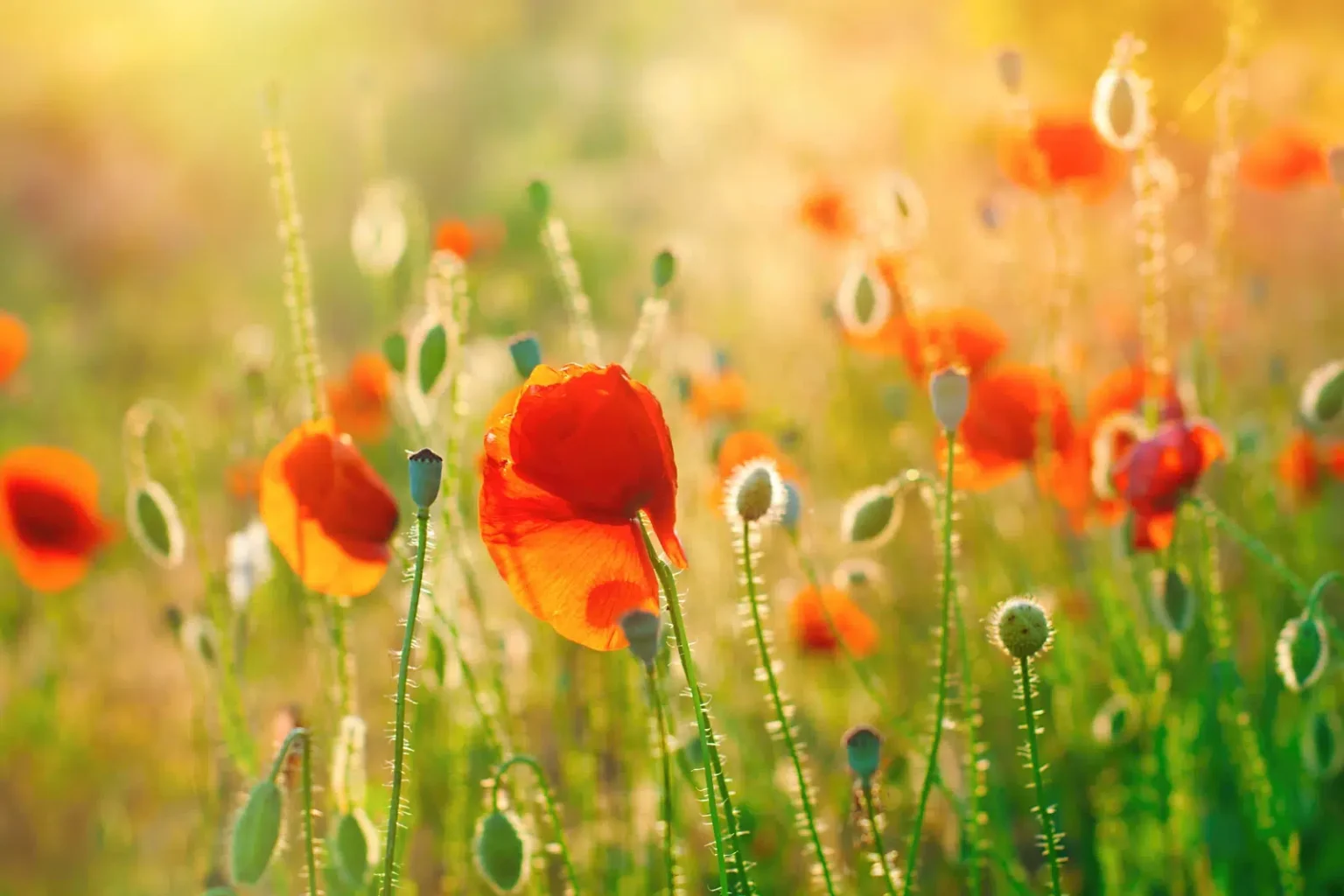 Stunning deep red flowers in a lush green meadow - NDIS Social Media For NDIS Providers - by NDIS Provider Marketing