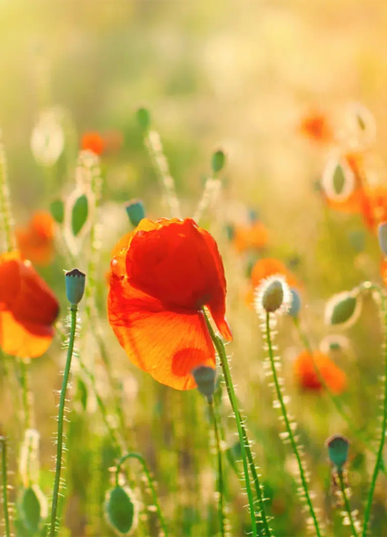 Stunning deep red flowers in a lush green meadow - NDIS Social Media For NDIS Providers - by NDIS Provider Marketing