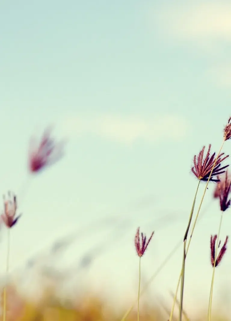 Contact-NDIS-Provider-Marketing-PTM.webp Wild Flowers blowing in the breeze. Contact NDIS Provider Marketing anytime to start a conversation about your NDIS Business