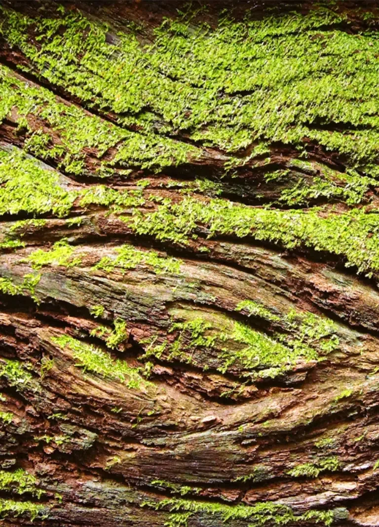 Free-NDIS-Marketing-Guide-PTM.webp A fallen tree with bright green moss. Free NDIS Marketing Guide to support NDIS providers connect with NDIS Participants