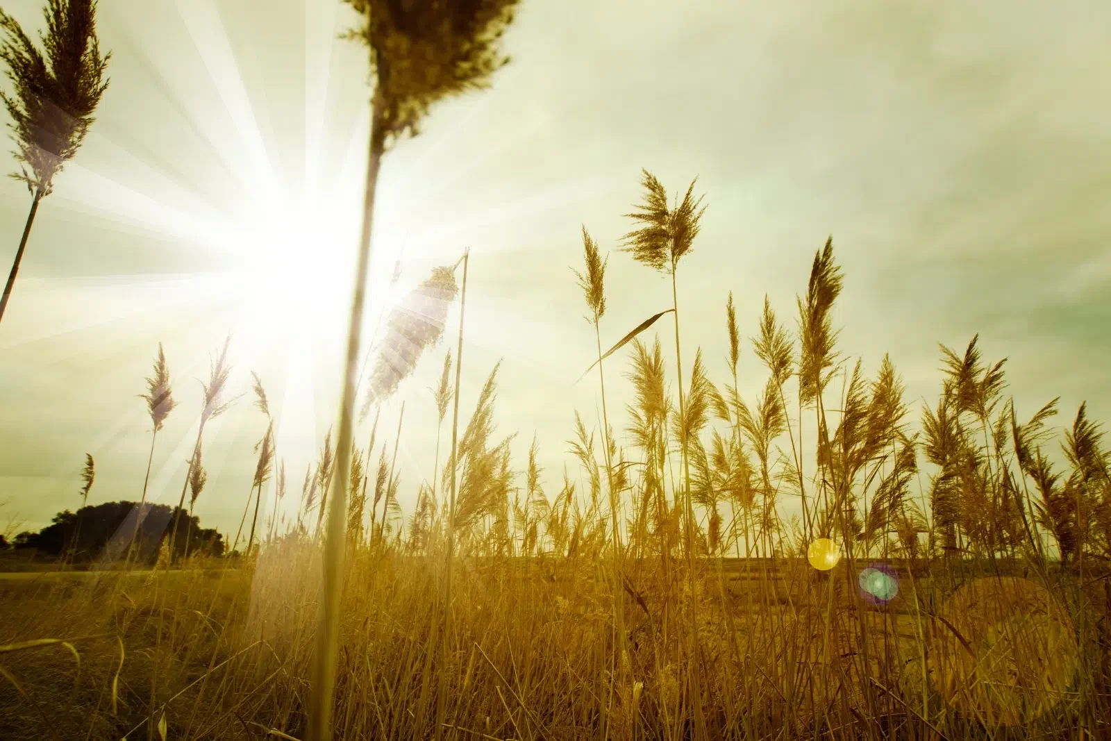 Future-Proof-AI-Marketing-LS.webp The sun high in the sky over a field of crops. NDIS Providers can Future-Proof AI Marketing with industry leading techniques by NDIS Provider Marketing