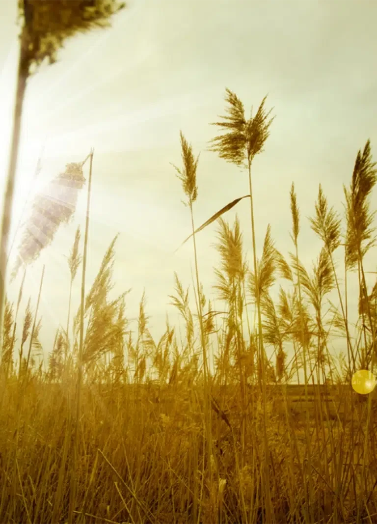 Future-Proof-AI-Marketing-PTM.webp The sun high in the sky over a field of crops. NDIS Providers can Future-Proof AI Marketing with industry leading techniques by NDIS Provider Marketing