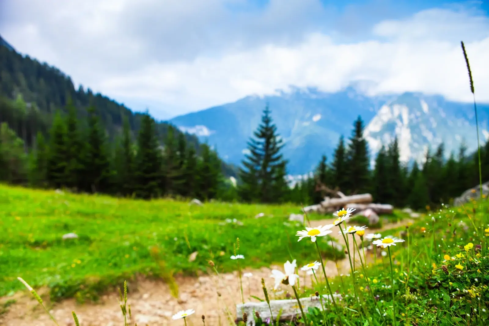 NDIS-Google-Business-Profile-LS.webp A lush green meadow with white flowers and mountains in the background - Google Business Profile For NDIS Providers - NDIS Provider Marketing