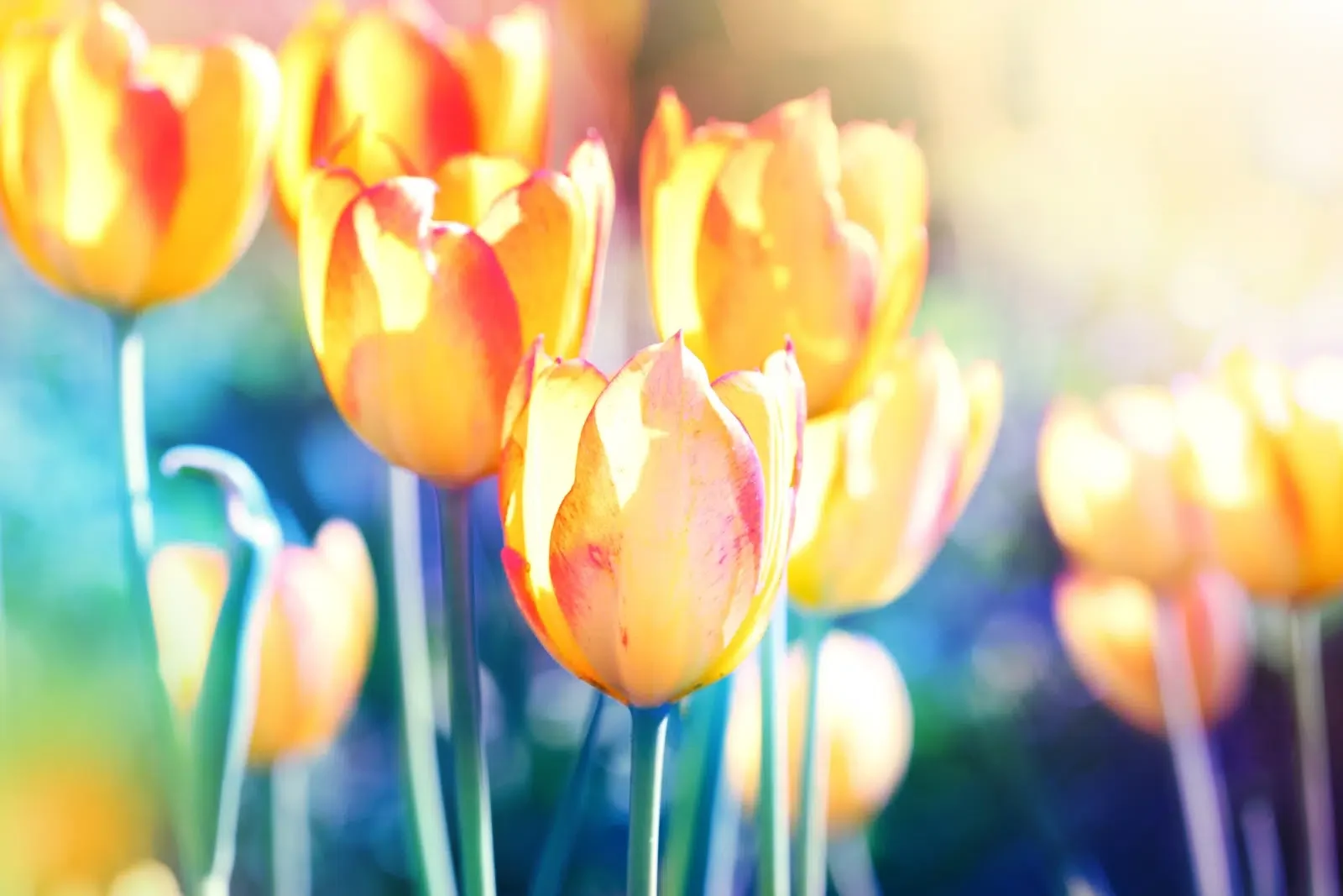 NDIS-Plan-Manager-Partnerships-LS.webp Yellow Tulips in a field. Learn how to develop and nurture NDIS Plan Manager Partnerships to sustainability grow your NDIS Provider business and reputation