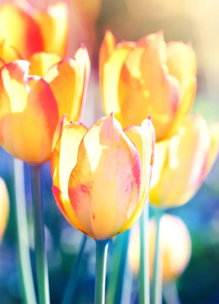 NDIS-Plan-Manager-Partnerships-PTM.webp Yellow Tulips in a field. Learn how to develop and nurture NDIS Plan Manager Partnerships to sustainability grow your NDIS Provider business and reputation